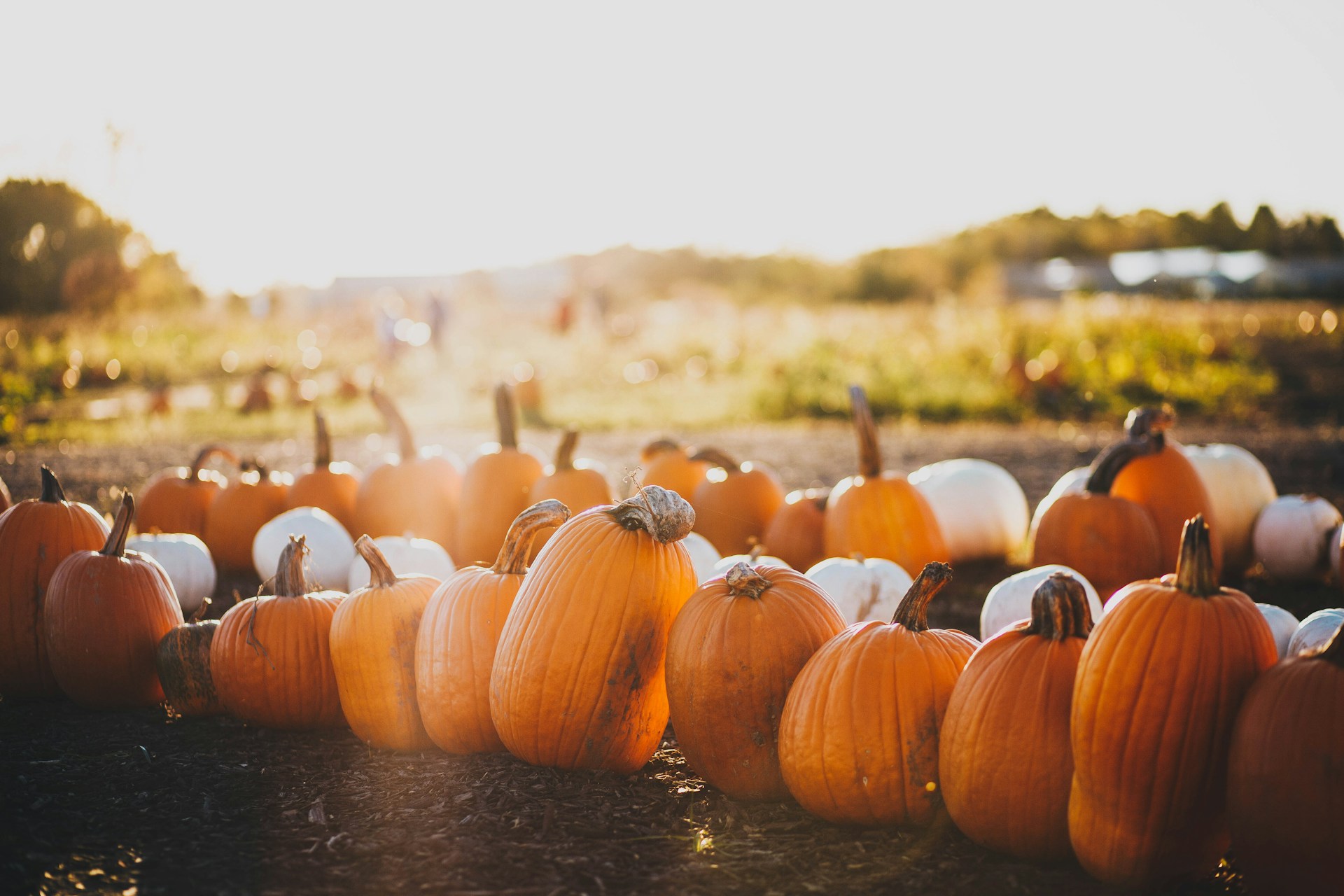 Spotlight on Indiana – Stonycreek Farm Pumpkin Harvest Festival