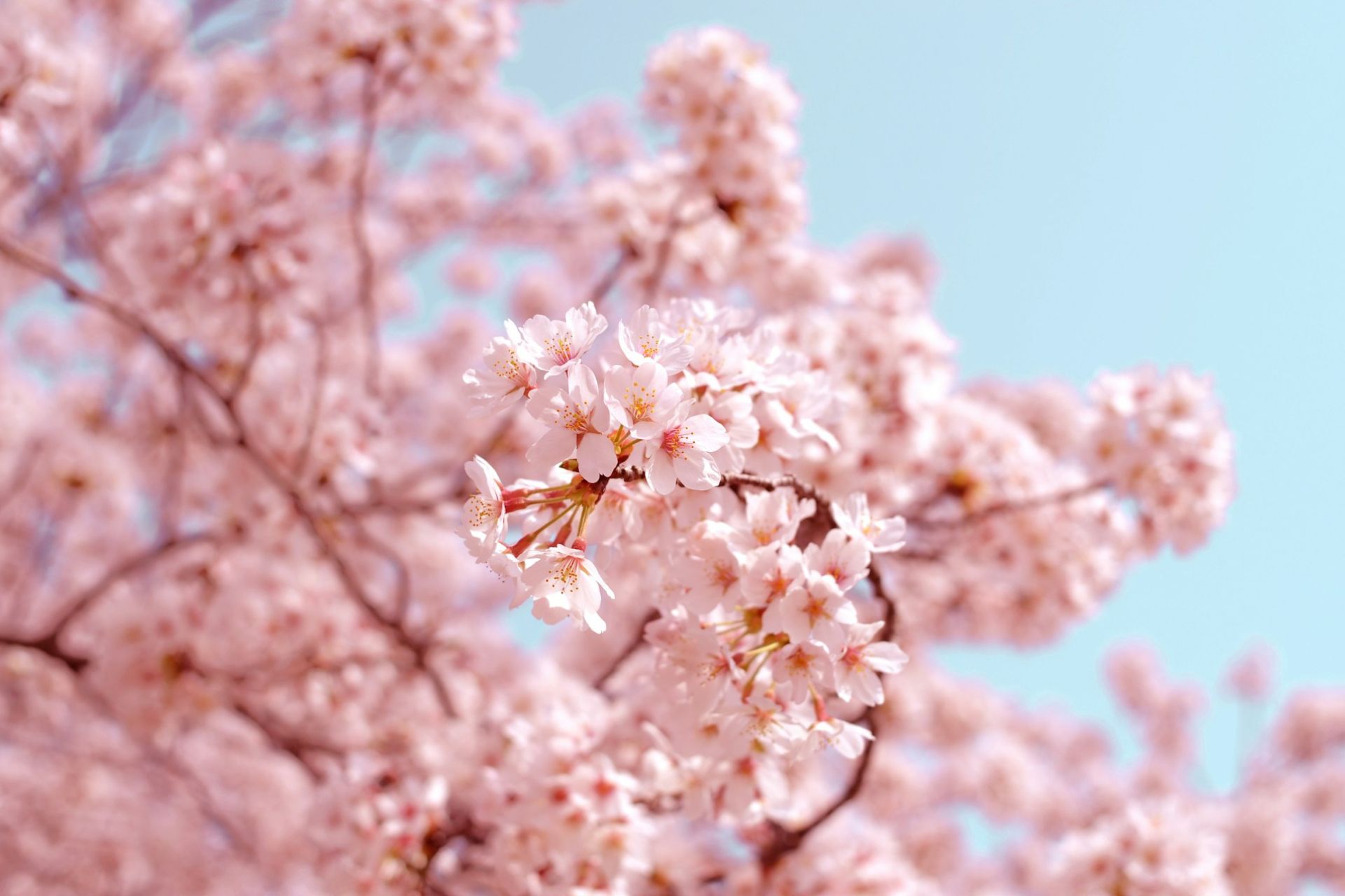 Cherry Blossom Season in Japan
