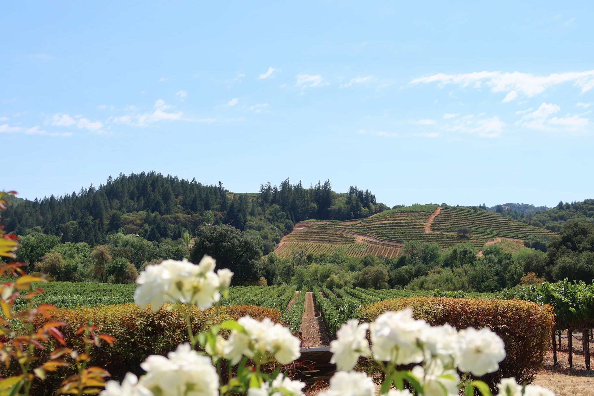 Flowers and hills in Napa Valley