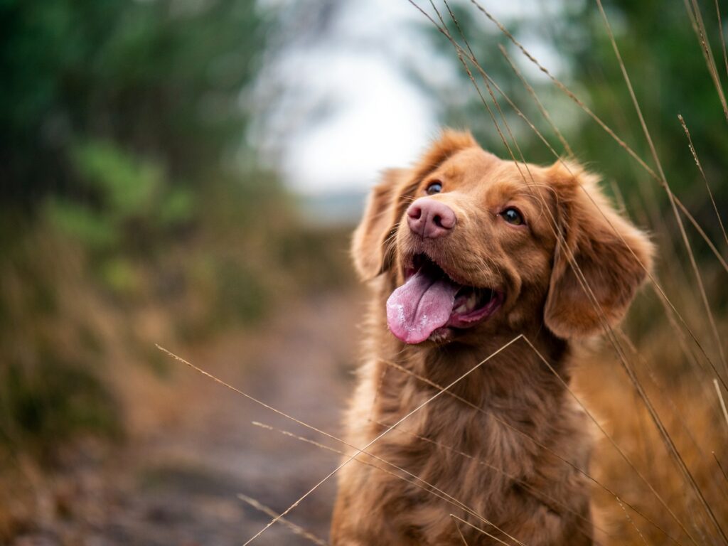 A brown dog sitting along a woodland path
