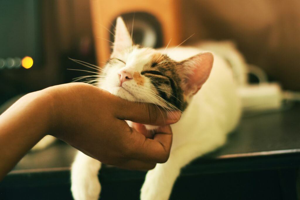 A cat being given chin scratches on a table