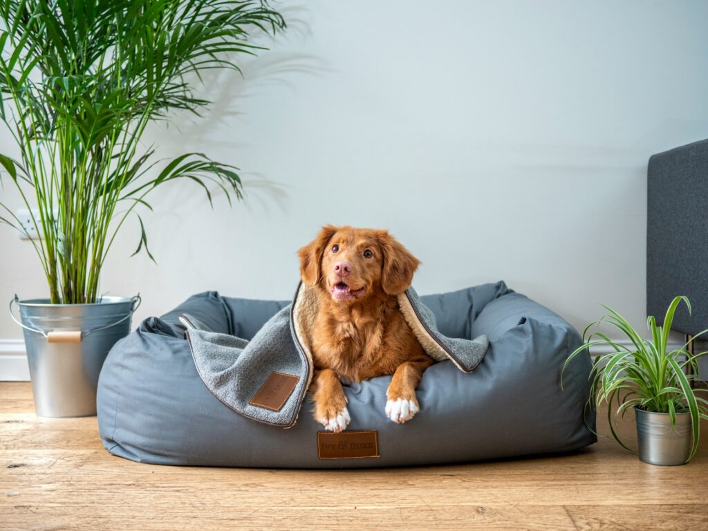 A dog sitting happily in a bed