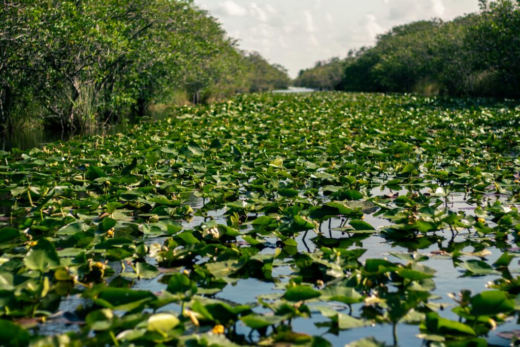 A river in the Florida Everglades covered in lily pads