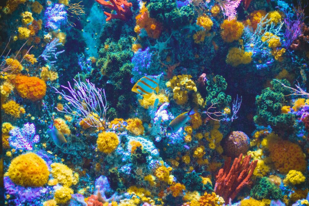 Colorful coral and fish in the Great Barrier Reef