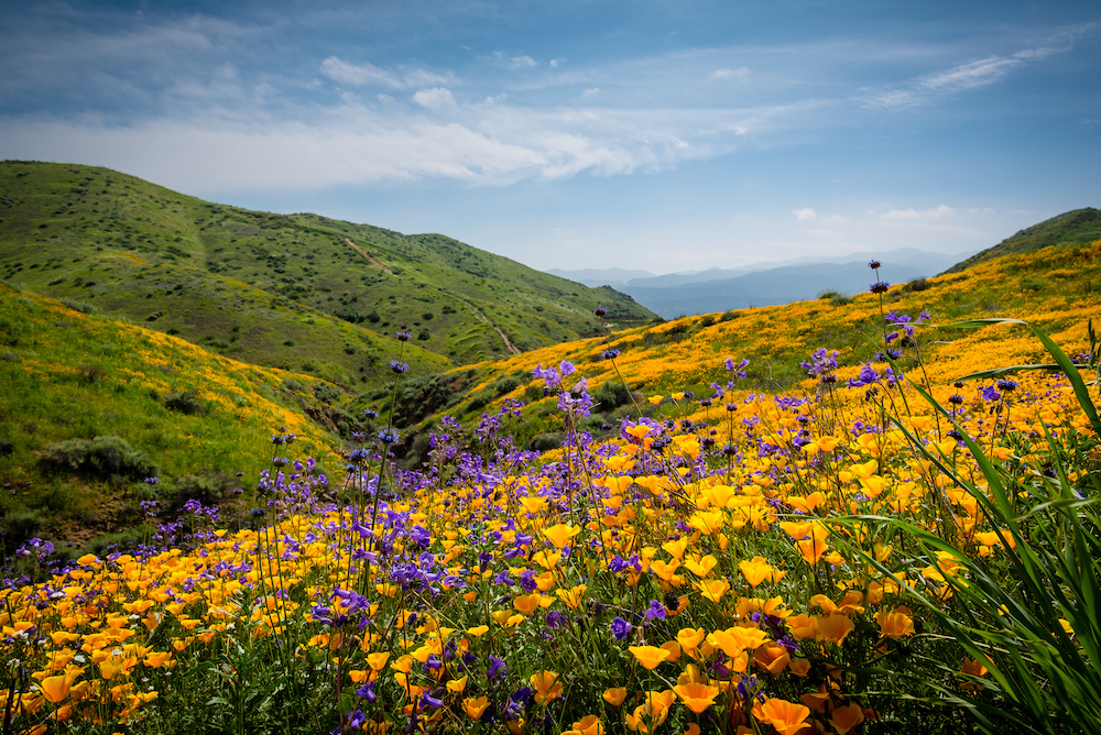 California Flower Super Blooms: Top 10 Places to See Them