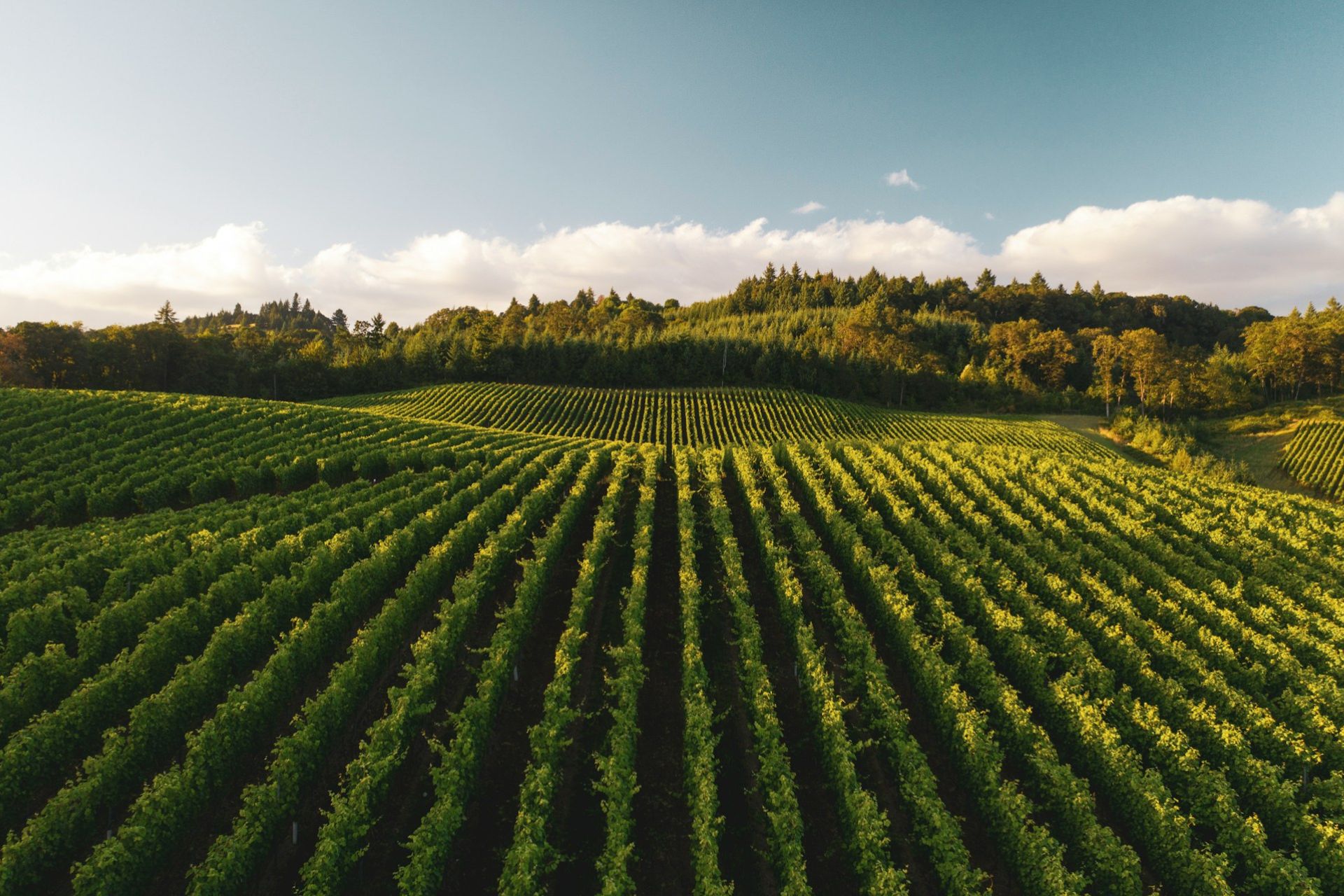 The Beginner’s Guide to WWOOFing: An Organic Farm Experience