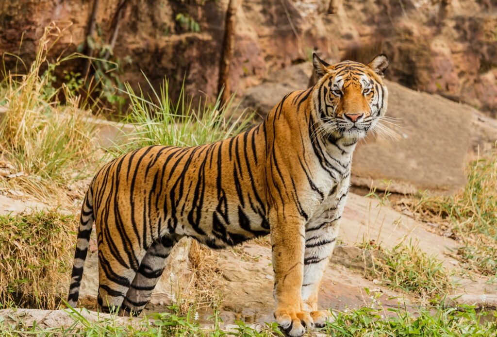 A large tiger looking around