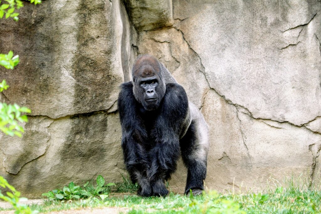 A gorilla standing in front of a cliff
