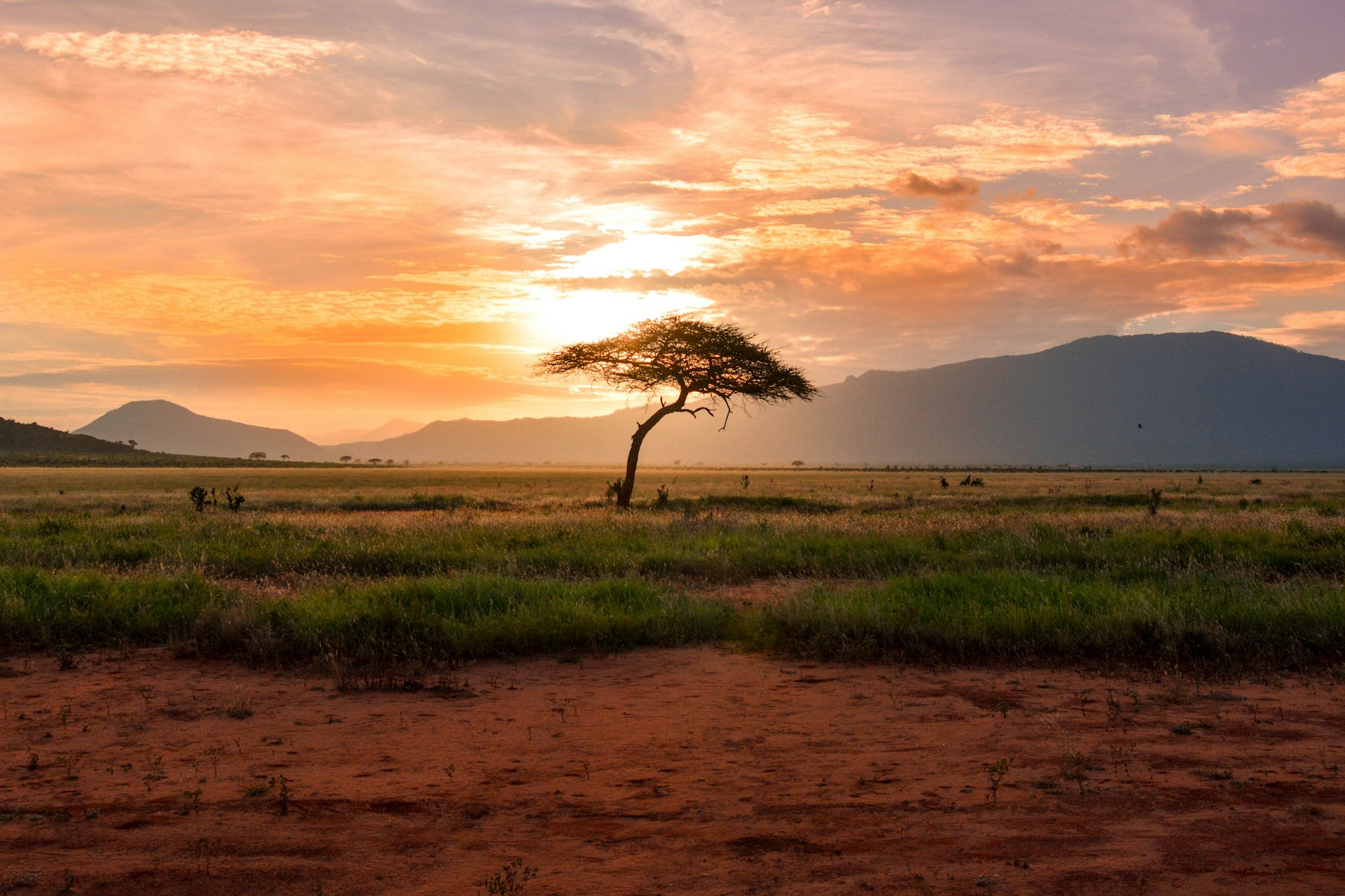 The Best Destinations to Experience a Safari