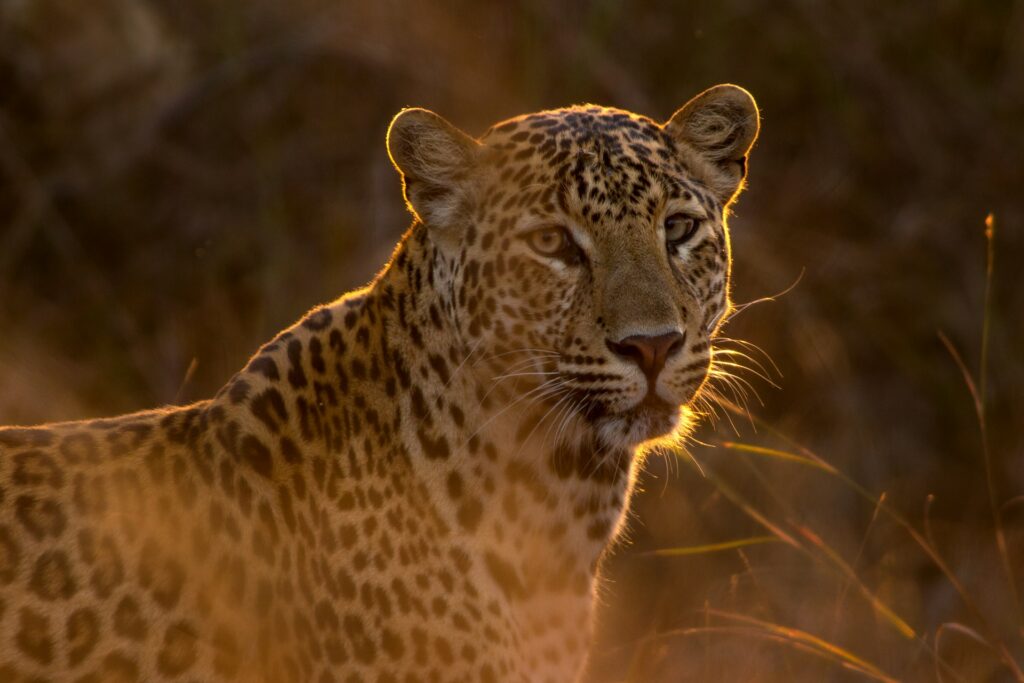 A leopard during golden hour
