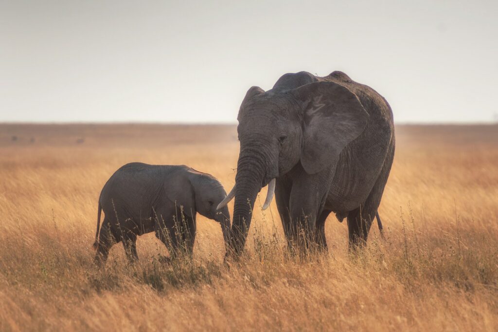 Two elephants on a safari