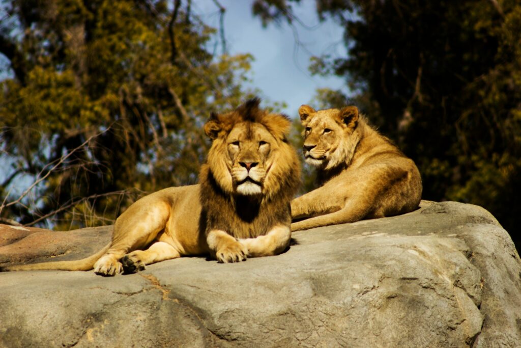 A lion and lioness sitting on a rock