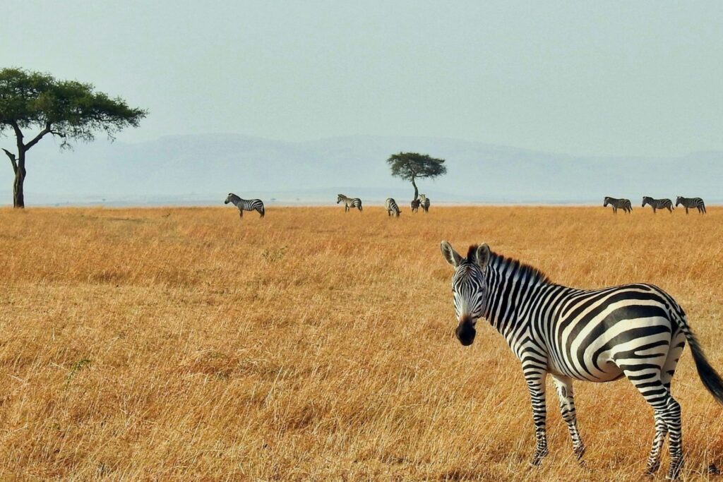 A zebra standing in tall grass