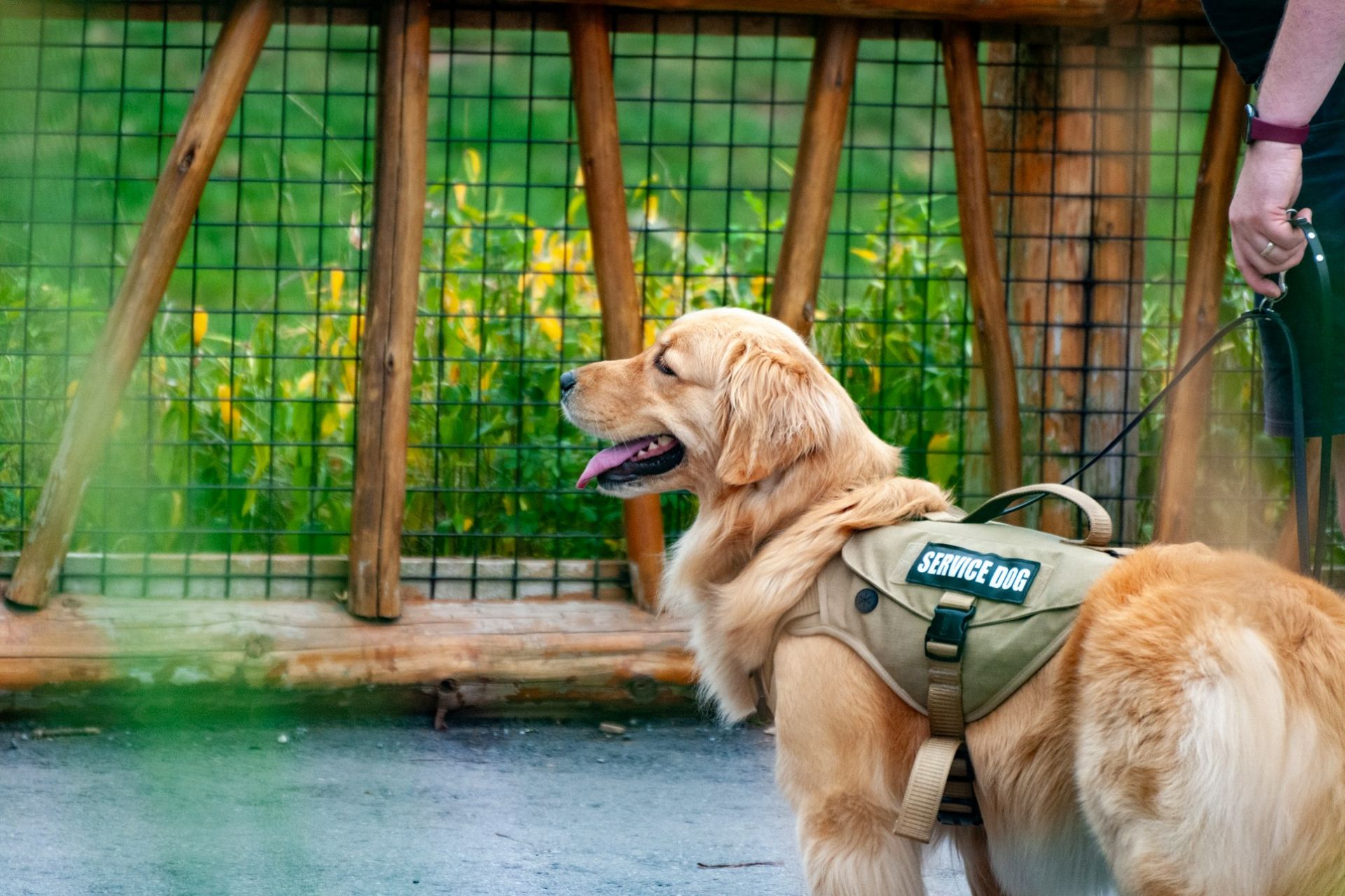 Airline Service Animal Policy: Cracking Down on Service Animals