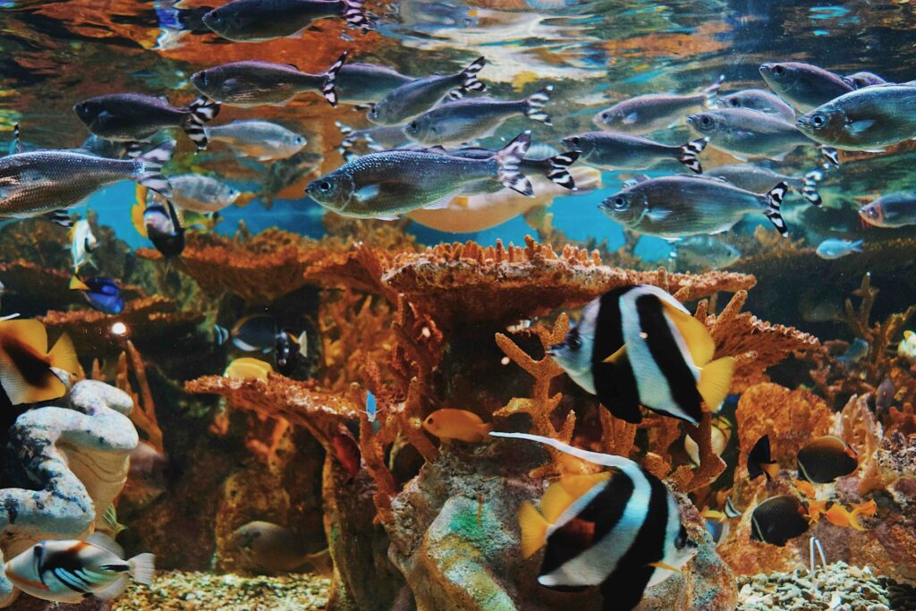 assorted varieties of fish in aquarium