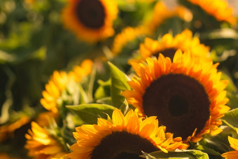 sunflowers
