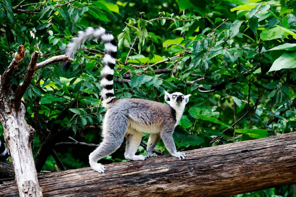A lemur walking along a tree branch