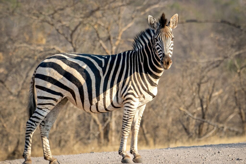 A zebra standing by the trees
