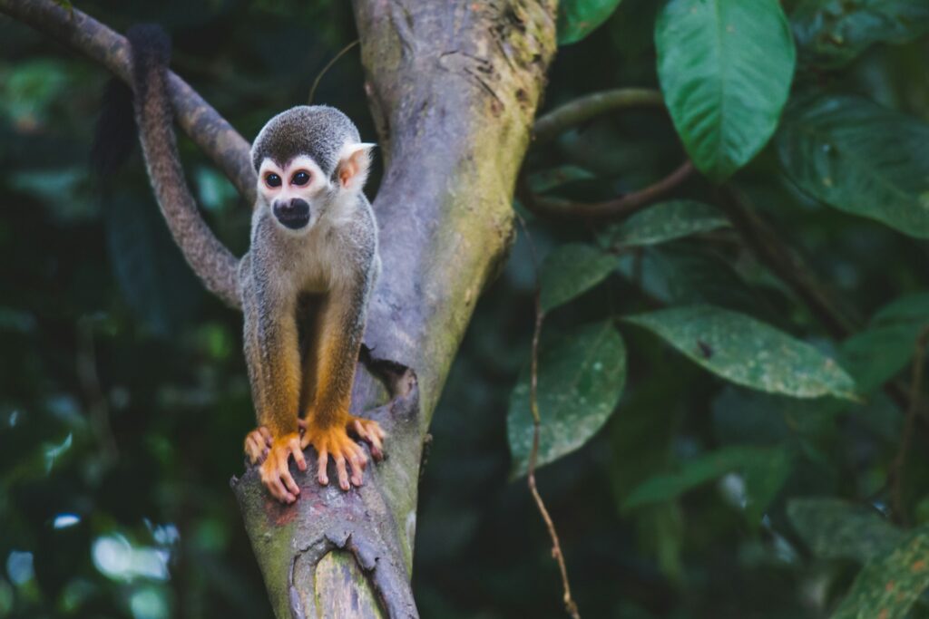 A squirrel monkey sitting in a tree
