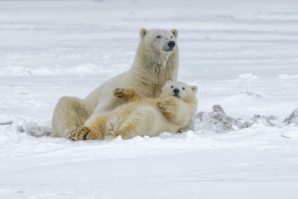 Two polar bears relaxing
