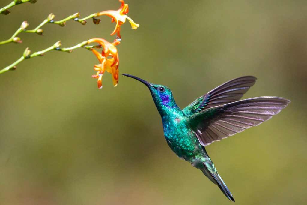 A green hummingbird approaching a flower