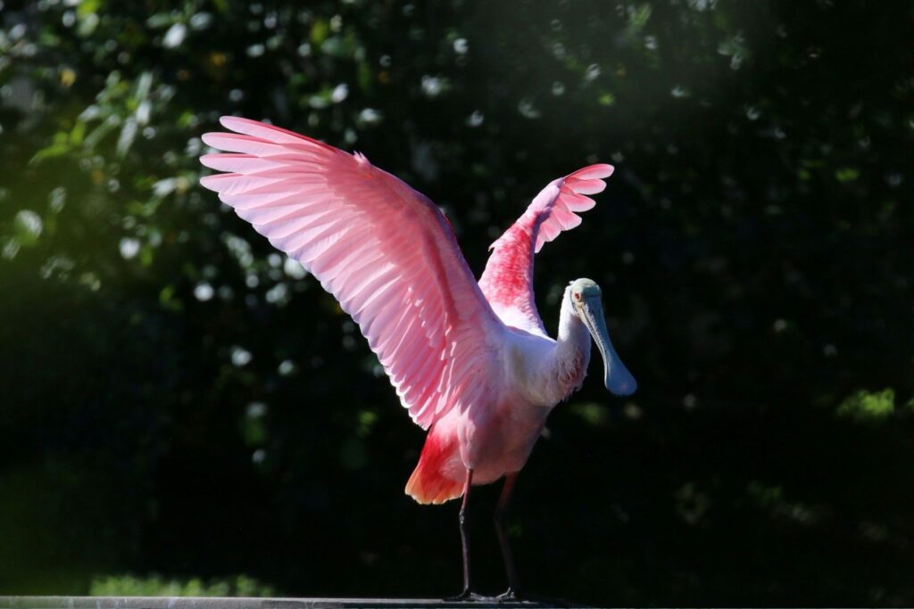 A roseate spoonbill landing