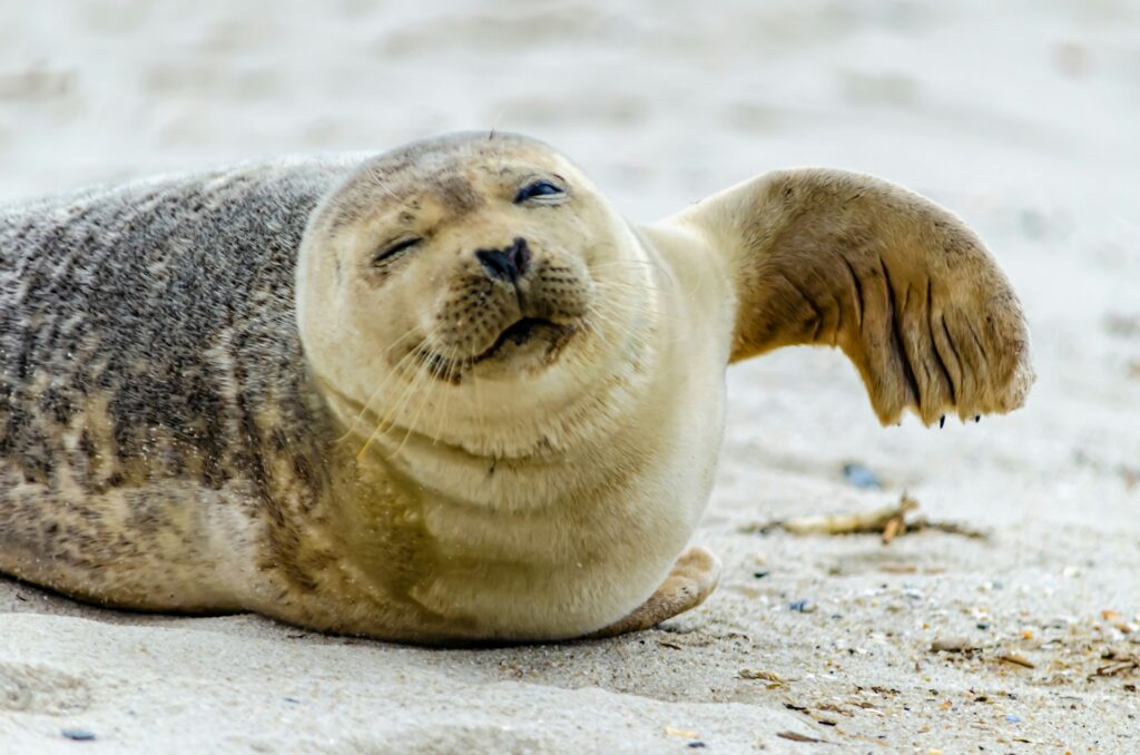 A sea lion on a beach