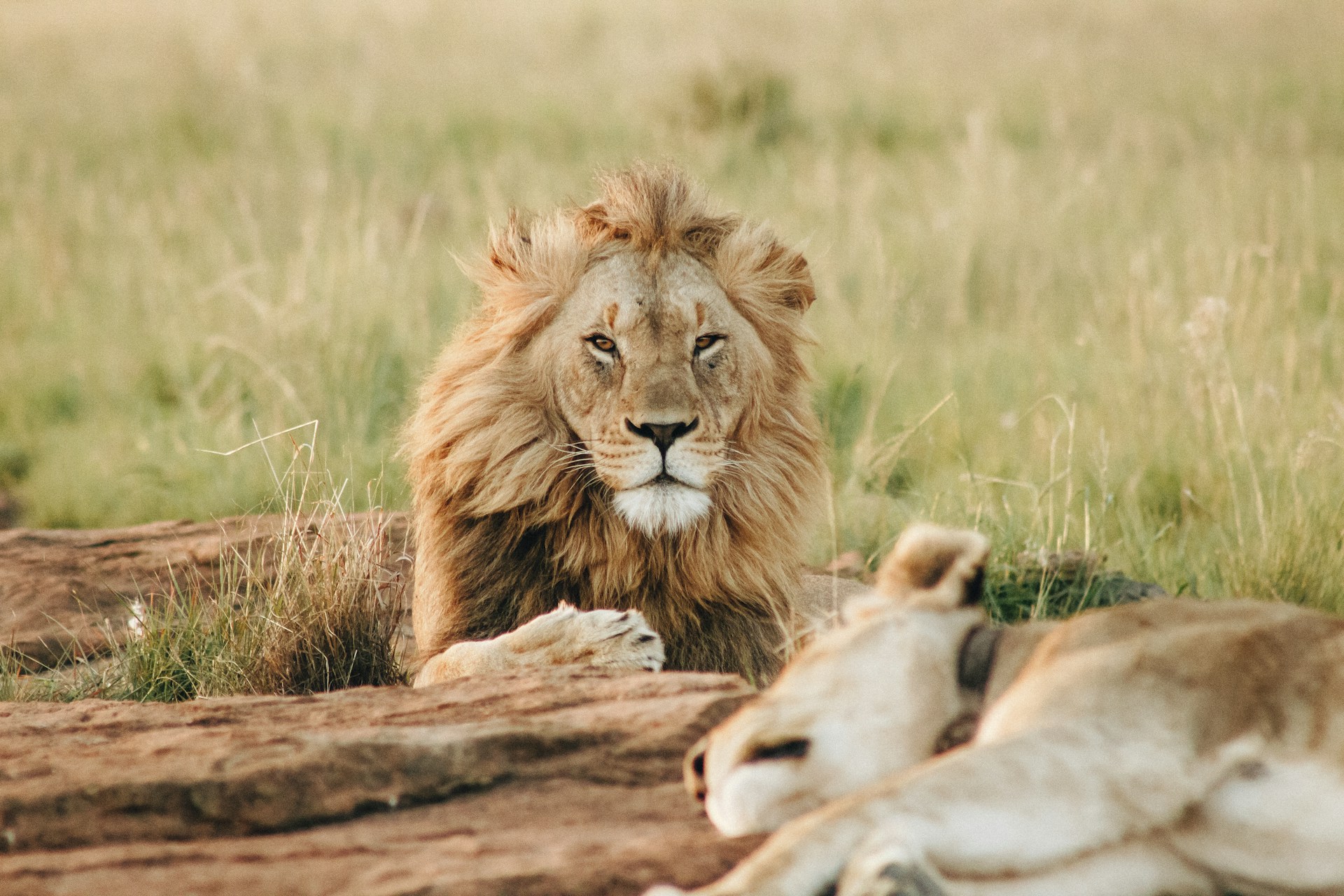 Top Destinations to See Wildlife