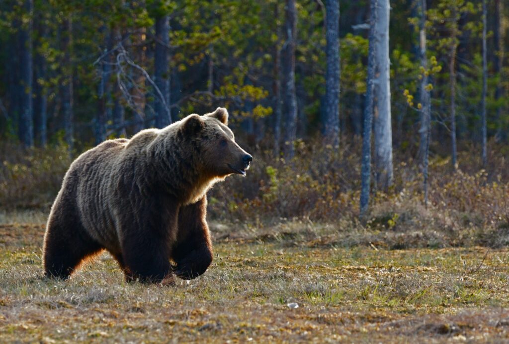 A brown bear walking through the woods