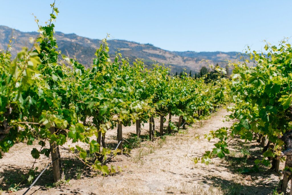 Rows of vines in Napa Valley, California