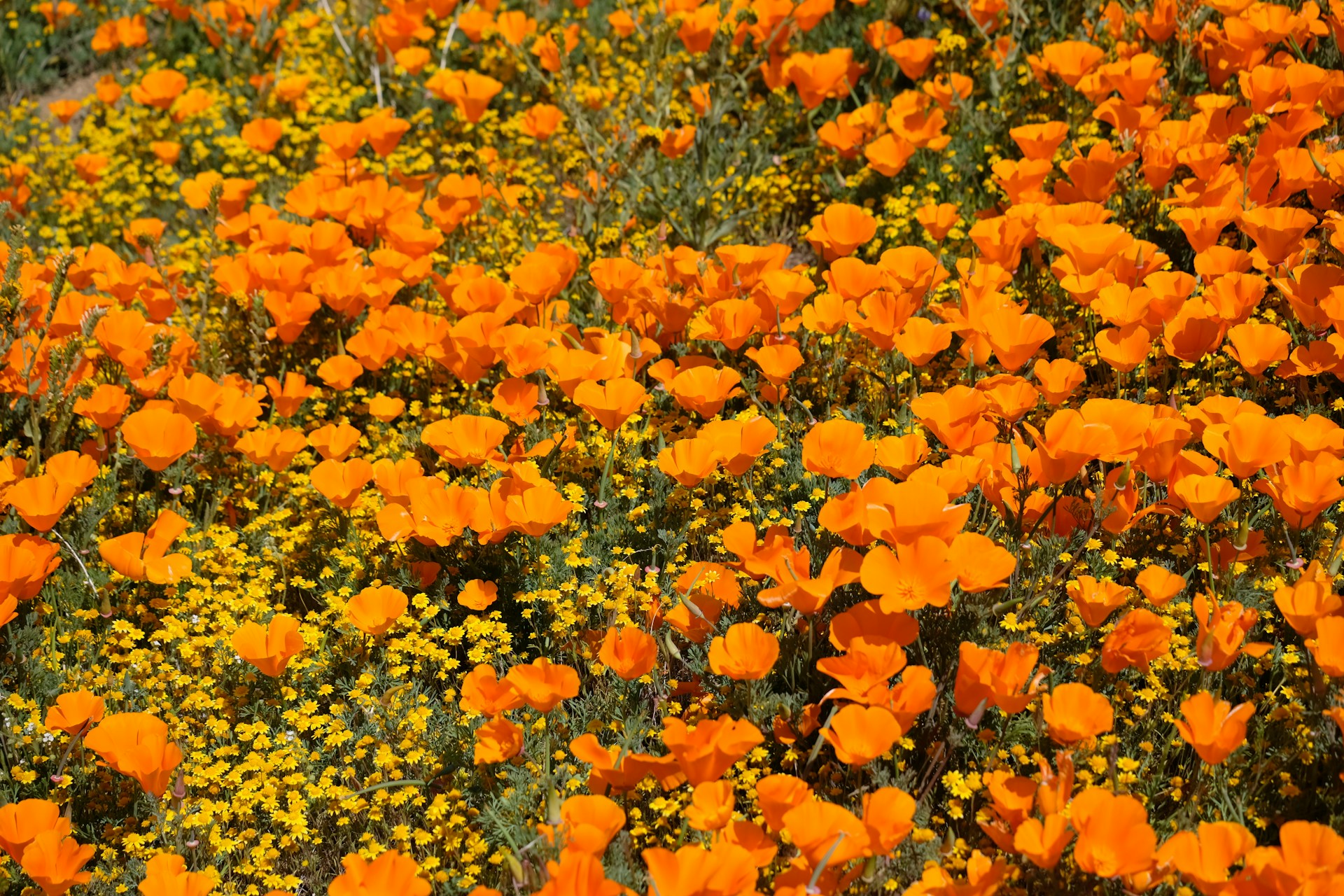 yellow and orange petaled flowers in field